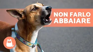 10 CONSIGLI per NON far ABBAIARE molto il CANE🐶🔊❌