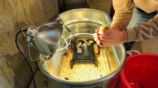 Adding Pine Shavings To The Baby Chicks Brooder