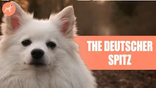 German Spitz: The Ultimate Guide To This Loyal And Loving Companion