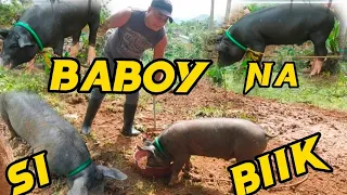 PINALIGUAN Ni RICH SI "intoy"#richfalcontv #alljosheagletv #cocomarty #farming #piggy