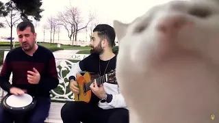 Cat Vibing To Ievan Polkka | Cat Vibing Meme | Darbuka by Bilal Göregen and Guitar