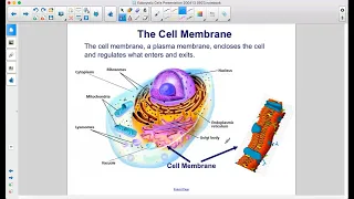 Other Organelles in Eukaryotes