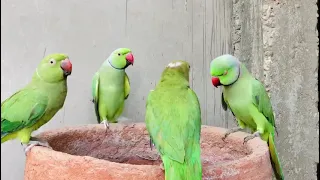 So much green parrots speaking Urdu and another ||