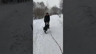 Дрессировка щенка добермана. Послушание в городских условиях.