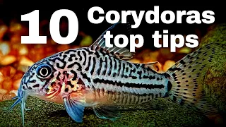 Top 10 beginner tips for keeping Corydoras catfish!