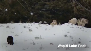 Wapiti Lake Wolf Pack Sighting in Yellowstone National Park