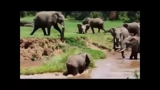 Слониха спасает слоненка