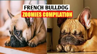 FRENCH BULLDOGS ZOOMIES COMPILATION.  | Frenchies going crazy