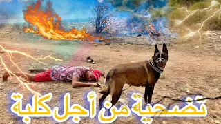 فيلم قصير : عصابة قتلت كلبة و جرائها في بطنها 😢فعاد صاحبها للإنتقام بكلبه (الأكشن و الحزن)