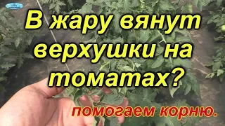 Томаты. Вянут в жару верхушки-как это исправить.