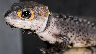Red Eyed Crocodile Skink - Animal Spotlight
