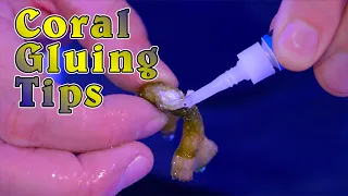 How to Glue Corals in Your Reef Tank