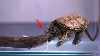 Snapping turtle eats live catfish, bitten by catfish (live feeding)