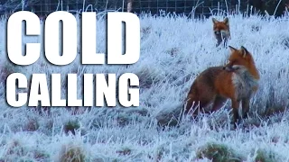 Cold calling foxes