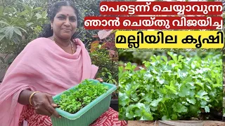 മല്ലിയില എങ്ങനെ വളർത്താം | Fast method of coriander planting | Malli krishi | Malayalam