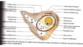 ORBITAL DISEASES