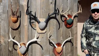 THE FAST EASY AND CHEAP WAY TO MOUNT ANTLERS