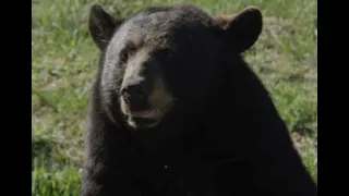 34 Minutes Of Petrifying Bear Attacks