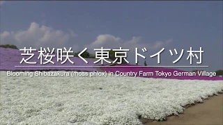 Blooming Shibazakura (moss phlox) in Country Farm Tokyo German Village