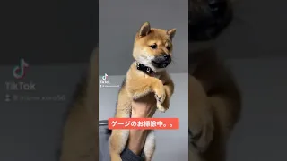 ライオンキングになりきる柴犬#Shorts