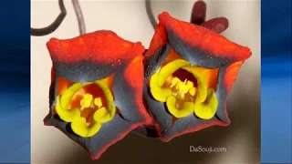 Amazing Rare flowers (HD1080p)