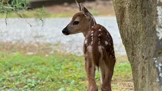 Baby deer came to visit