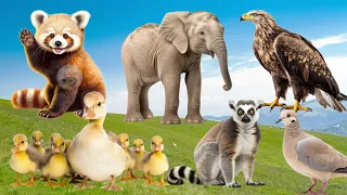 Wild Animal Sounds In Peaceful: Duck, Lemur, Pigeon, Falcon, Elephant - Lovely Animal Sounds