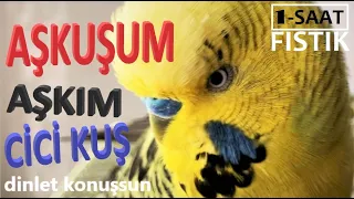 Aşkuşum Aşkım Cici Kuş - 1 SAAT - Dinlet Konuşsun - Konuşan Muhabbet Kuşu Fıstık #4