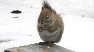 Écureuil roux / Red Squirrel