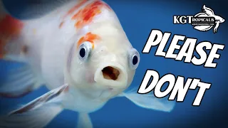 10 Things Fish Keepers Should NEVER DO