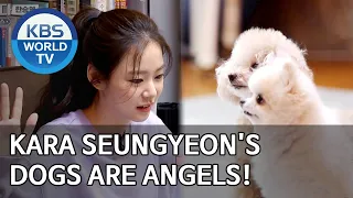 KARA Seungyeon's dogs are angels! [Dogs are incredible/ENG/2020.06.10]