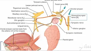 Parotid gland nerve supply