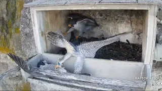 Peregrine fight Great Spirit Bluff 3 12 24