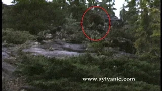 New Todd Standing Bigfoot Photo Theories