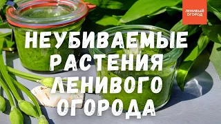 Самые полезные растения, не требующие ухода: черемша, зелень лука и ревень в Ленивом Огороде