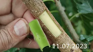 grafting a tree in summer // budding