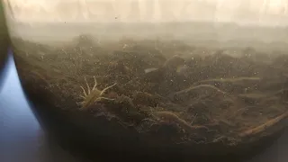 SALT WATER ECOSPHERE FOUND CRAB LIVING INSIDE 6 WEEKS LATER