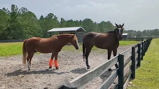 Goggles learning manners