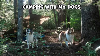 Overnight Camping With My Dogs - Late Start Enabled