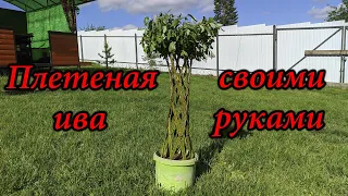 Плетеная ива своими руками