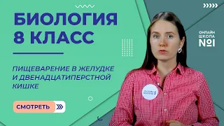 Пищеварение в желудке и двенадцатиперстной кишке. Видеоурок 22. Биология 8 класс