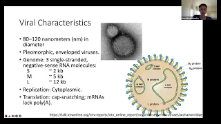 Analyzing Bunyavirales viruses in ticks using BV-BRC