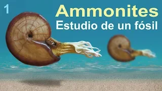 Ammonites, una historia del Cretácico (divulgación científica)