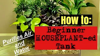 🪴🐟🪴‼️How to Build a Beginner Houseplant-ed Fish Tank (RIPARIUM)🪴🐟🪴‼️