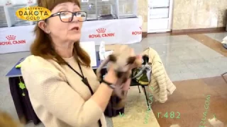 RUI Cat Show, XX Открытый Чемпионат Украины, Харьковский гламур, Выставка кошек, 1 2 апреля, 2017, 6