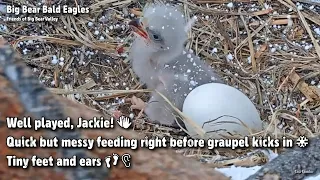 Big Bear🦅Quick But Messy Feeding Right Before Graupel Kicks In❄️Tiny Feet & Ears👣👂2022-03-05