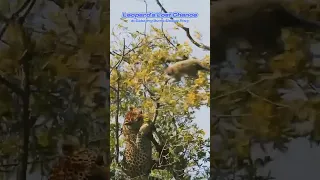 🐆Leopard fails to hunt a Monkey🐒 #youtube #leopard #monkey #ytshorts #shorts