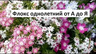 Флокс однолетний от А до Я.