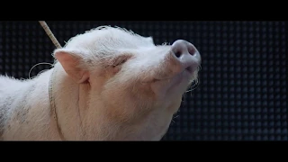 Лаборатория Касперского: Звук свиньи (2017)