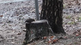 Дубоносы и чёрный дрозд в Ясенево 在莫斯科的鳥類